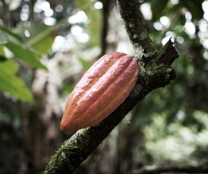 Our cocoa expertise